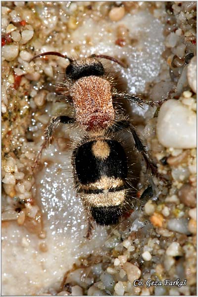 26_velvet_ant.jpg - Velvet ant, Myrmilla calva