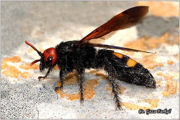 36_mammoth_wasp.jpg - Mammoth Wasp, Scolia flavifrons