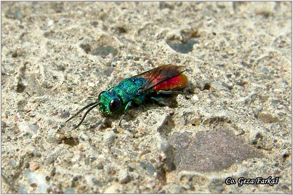 42_rubytail_wasp.jpg - Rubytail wasp,  Chrysis ignita