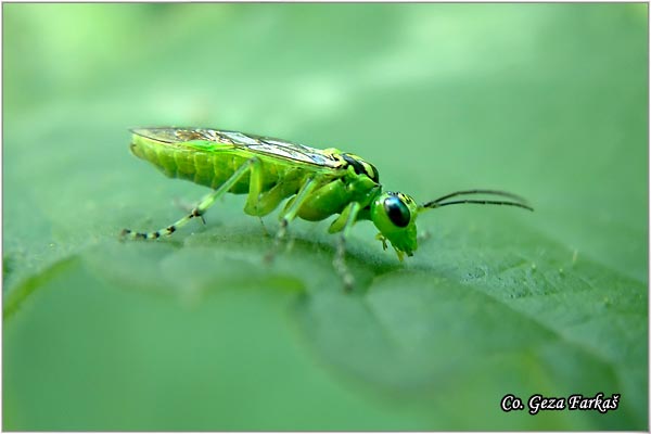 44_sawfly.jpg - Sawfly,  Rhogogaster viridis