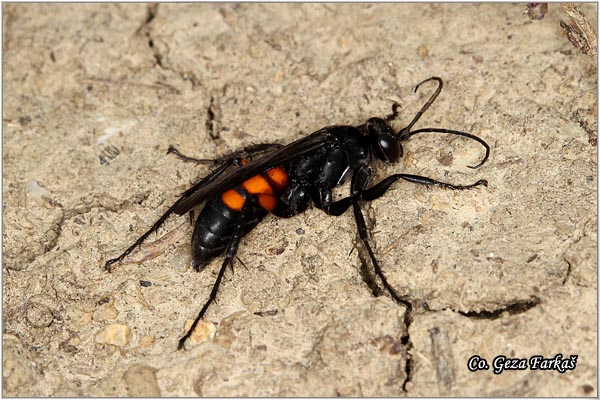 48_spider_wasp.jpg - Spider wasp , Anoplius viaticus, Mesto - Location: Fruka Gora, Serbia