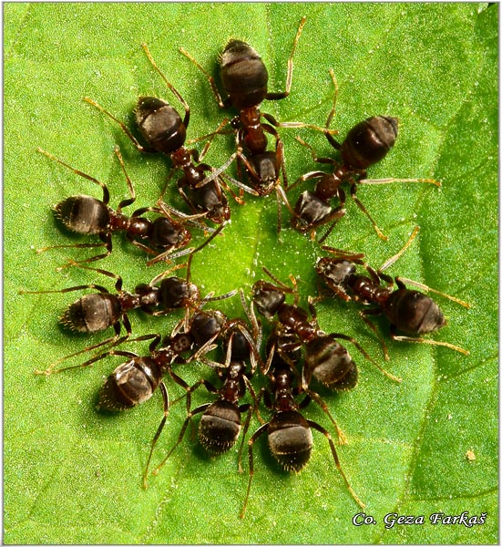 84_common_black_ant.jpg - Common black ant, Formica fusca, Location: Temerin , Serbia