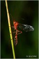 54_orange_caterpillar_parasite_wasp