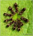 84_common_black_ant