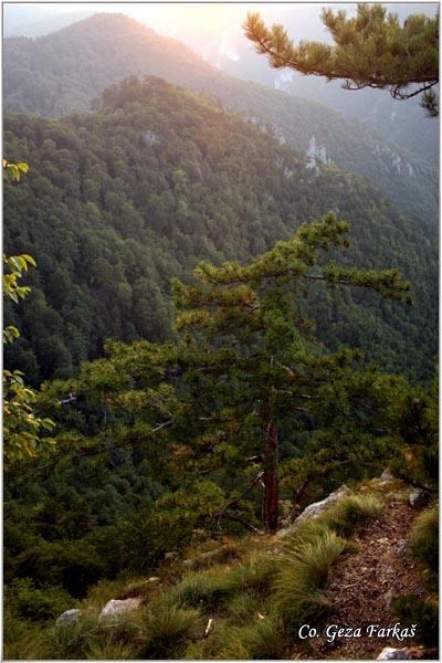 08_tara.jpg - Tara mountain, Serbia