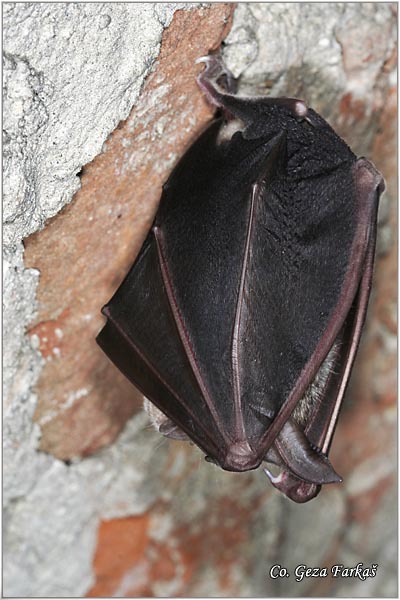 002_greater_horseshoe_bat.jpg - Greater horseshoe bat, Rhinolophus ferrumequinum, Veliki potkovièar,  Mesto - Location: Novi Sad, Serbia