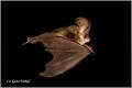 400_brown_long-eared_bat