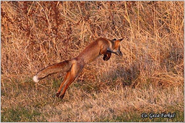 04_fox.jpg - Fox, Vulpes vulpes, Lisica,  Mesto - Location: Slano kopovo, Serbia