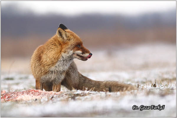 07_fox.jpg - Fox, Vulpes vulpes, Lisica,  Mesto - Location: Subotick suma, Serbia