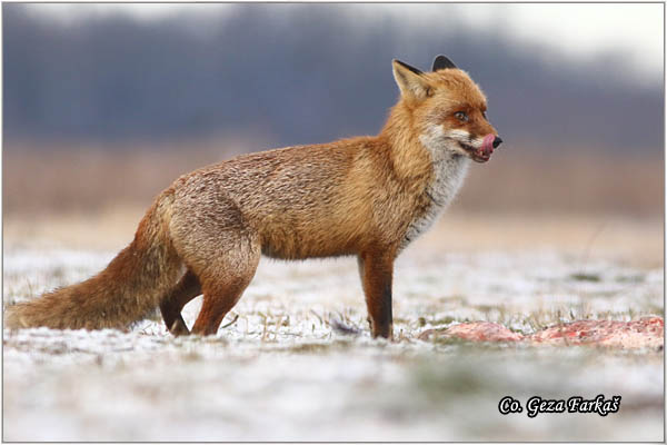 08_fox.jpg - Fox, Vulpes vulpes, Lisica,  Mesto - Location: Subotick suma, Serbia