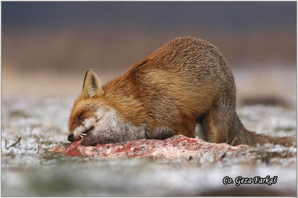11_fox.jpg - Fox, Vulpes vulpes, Lisica,  Mesto - Location: Subotick suma, Serbia