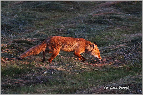 12_fox.jpg - Fox, Vulpes vulpes, Lisica,  Mesto - Location: Suboticka suma, Serbia