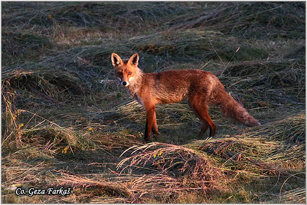13_fox.jpg - Fox, Vulpes vulpes, Lisica,  Mesto - Location: Suboticka suma, Serbia