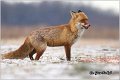 08_fox