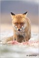 10_fox