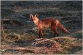 13_fox