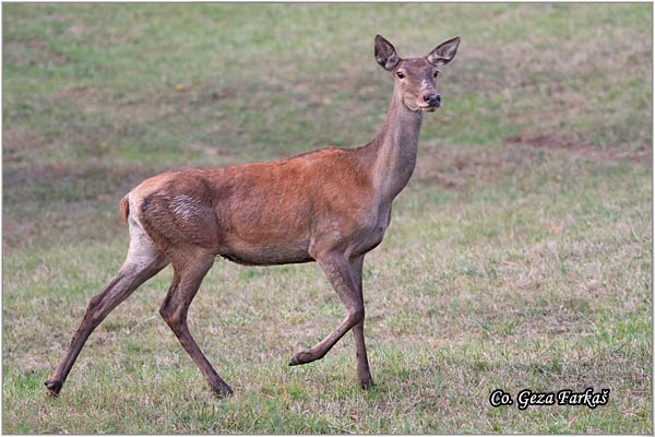 002_red_deer.jpg - Red Deer, Cervus elaphus, Jelen, Location: Fruka gora, Serbia