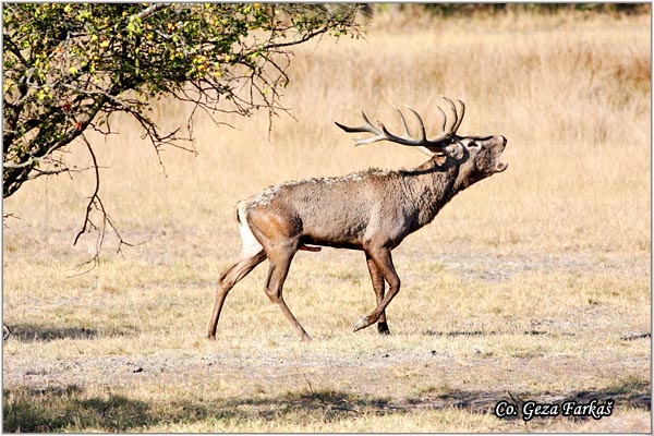 005_red_deer.jpg - Red Deer, Cervus elaphus, Jelen, Location: Gornje podunavlje, Serbia
