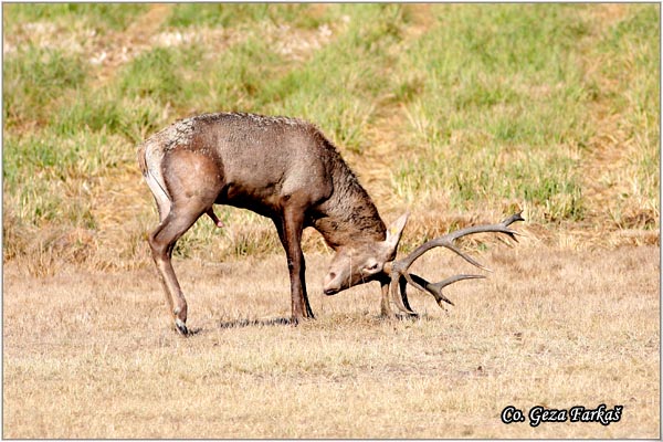 006_red_deer.jpg - Red Deer, Cervus elaphus, Jelen, Location: Gornje podunavlje, Serbia