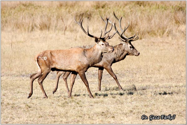 008_red_deer.jpg - Red Deer, Cervus elaphus, Jelen, Location: Gornje podunavlje, Serbia
