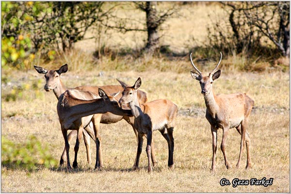 009_red_deer.jpg - Red Deer, Cervus elaphus, Jelen, Location: Gornje podunavlje, Serbia
