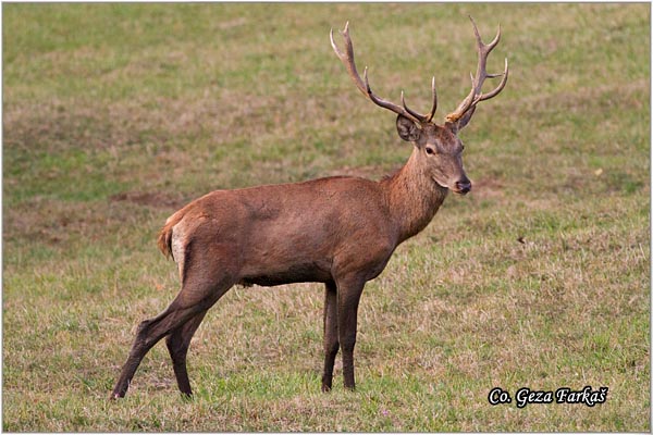 011_red_deer.jpg - Red Deer, Cervus elaphus, Jelen, Location: Fruka gora, Serbia