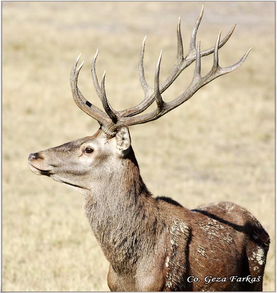 014_red_deer.jpg - Red Deer, Cervus elaphus, Jelen, Location: Gornje podunavlje, Serbia