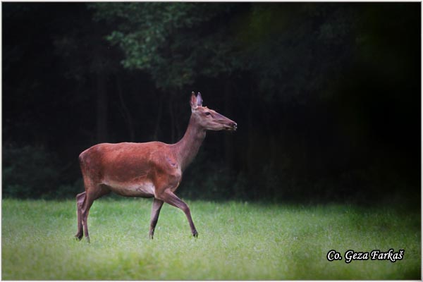 015_red_deer.jpg - Red Deer, Cervus elaphus, Jelen, Location: Gornje podunavlje, Serbia