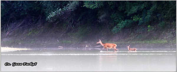 016_red_deer.jpg - Red Deer, Cervus elaphus, Jelen, Location: Gornje podunavlje, Serbia