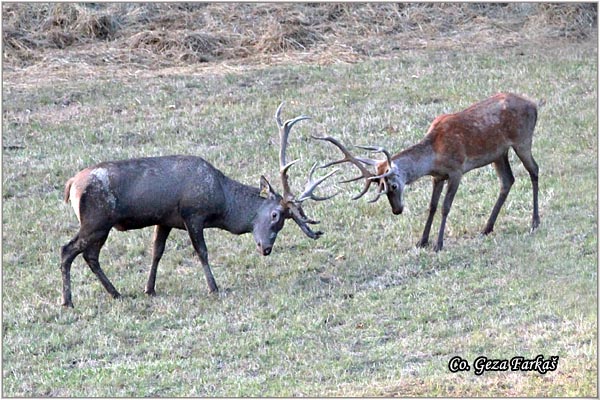 018_red_deer.jpg - Red Deer, Cervus elaphus, Jelen, Location: Fruka gora, Serbia