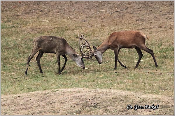 021_red_deer.jpg - Red Deer, Cervus elaphus, Jelen, Location: Fruka gora, Serbia