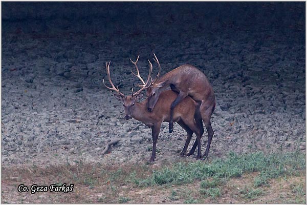 022_red_deer.jpg - Red Deer, Cervus elaphus, Jelen, Location: Fruka gora, Serbia
