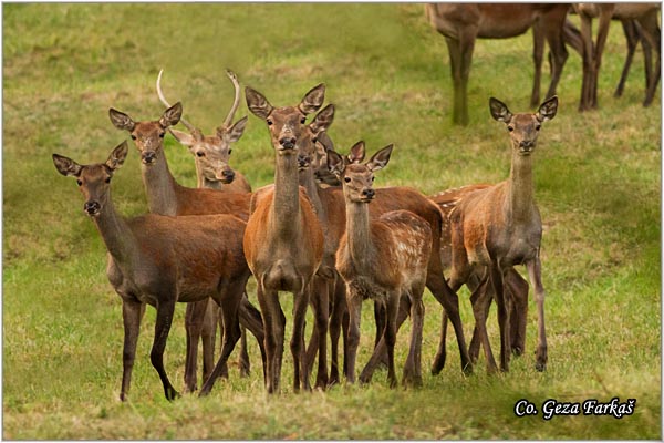 023_red_deer.jpg - Red Deer, Cervus elaphus, Jelen, Location: Fruka gora, Serbia