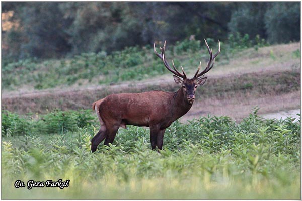 024_red_deer.jpg - Red Deer, Cervus elaphus, Jelen, Location: Gornje podunavlje, Serbia