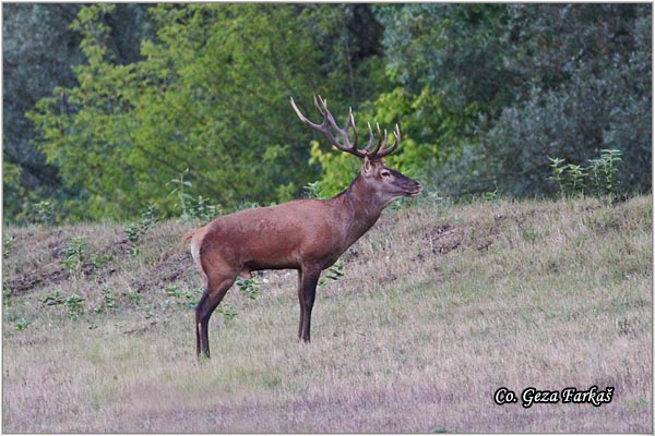 025_red_deer.jpg - Red Deer, Cervus elaphus, Jelen, Location: Gornje podunavlje, Serbia