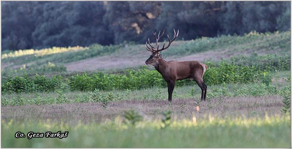 026_red_deer.jpg - Red Deer, Cervus elaphus, Jelen, Location: Gornje podunavlje, Serbia