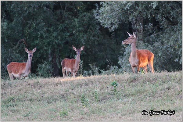 027_red_deer.jpg - Red Deer, Cervus elaphus, Jelen, Location: Gornje podunavlje, Serbia