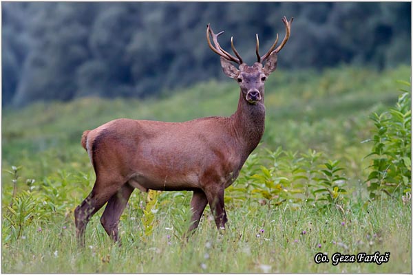 033_red_deer.jpg - Red Deer, Cervus elaphus, Jelen, Location: Gornje podunavlje, Serbia
