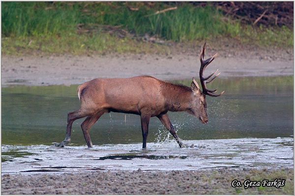 037_red_deer.jpg - Red Deer, Cervus elaphus, Jelen, Location: Gornje podunavlje, Serbia