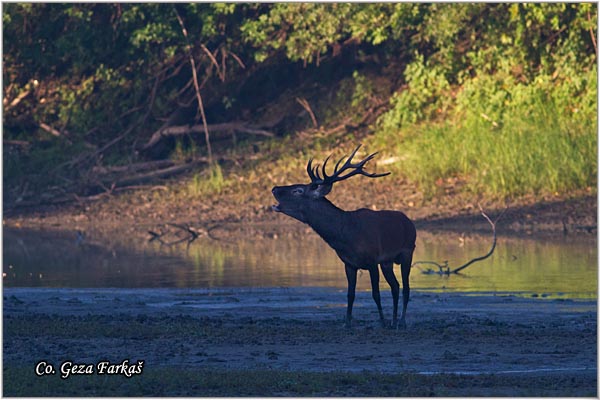 044_red_deer.jpg - Red Deer, Cervus elaphus, Jelen, Location: Gornje podunavlje, Serbia