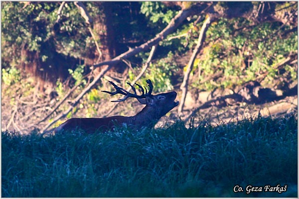 047_red_deer.jpg - Red Deer, Cervus elaphus, Jelen, Location: Gornje podunavlje, Serbia