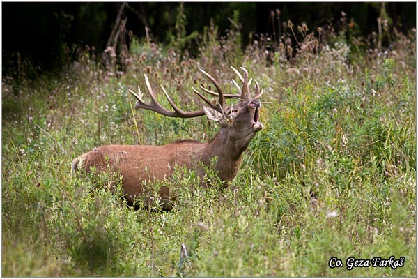 050_red_deer.jpg - Red Deer, Cervus elaphus, Jelen, Location: Gornje podunavlje, Serbia
