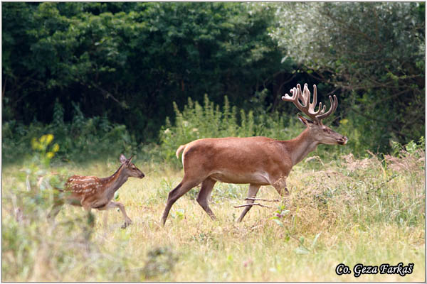 057_red_deer.jpg - Red Deer, Cervus elaphus, Jelen, Location: Gornje podunavlje, Serbia