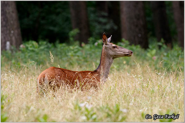 059_red_deer.jpg - Red Deer, Cervus elaphus, Jelen, Location: Gornje podunavlje, Serbia