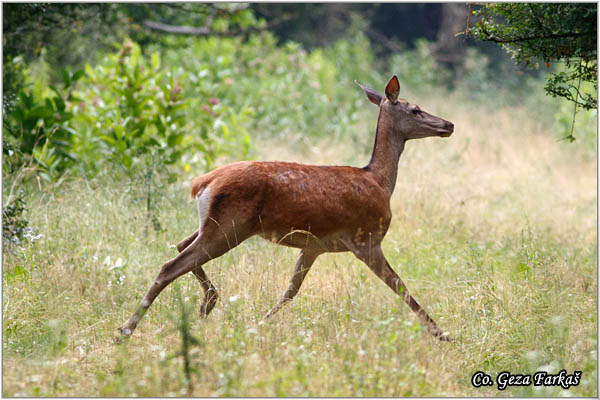 060_red_deer.jpg - Red Deer, Cervus elaphus, Jelen, Location: Gornje podunavlje, Serbia