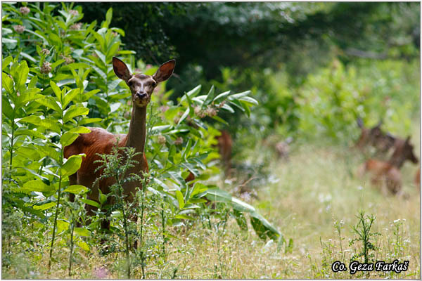 061_red_deer.jpg - Red Deer, Cervus elaphus, Jelen, Location: Gornje podunavlje, Serbia