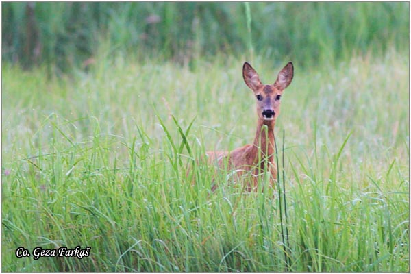 152_roe_deer.jpg - Roe Deer,  Capreolus capreolus, Srna,  Mesto - Location: Backi Monotor, Serbia