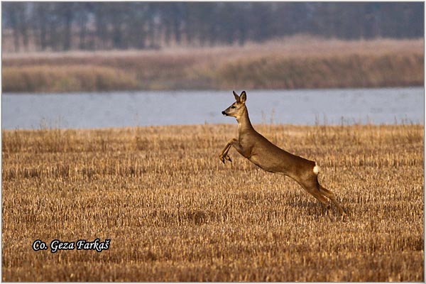 155_roe_deer.jpg - Roe Deer,  Capreolus capreolus, Srna,  Mesto - Location: Slano kopovo, Serbia