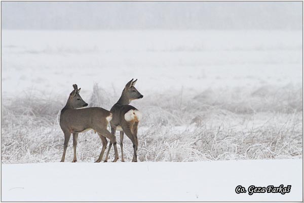 157_roe_deer.jpg - Roe Deer,  Capreolus capreolus, Srna,  Mesto - Location: Slano kopovo, Serbia