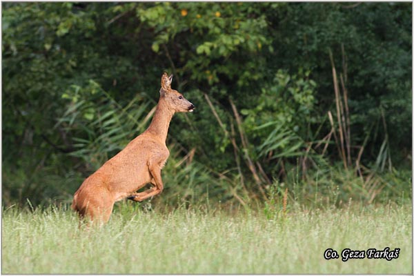 159_roe_deer.jpg - Roe Deer,  Capreolus capreolus, Srna,  Mesto - Location: Slano kopovo, Serbia